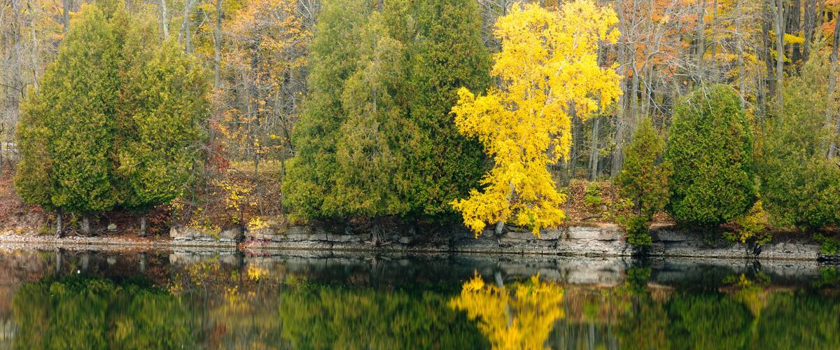 The softness of the fog over Quarry Lake in Harrington Beach State Park, Belgium, Wisconsin is penetrated by the colors of the shoreline cedars and birch trees