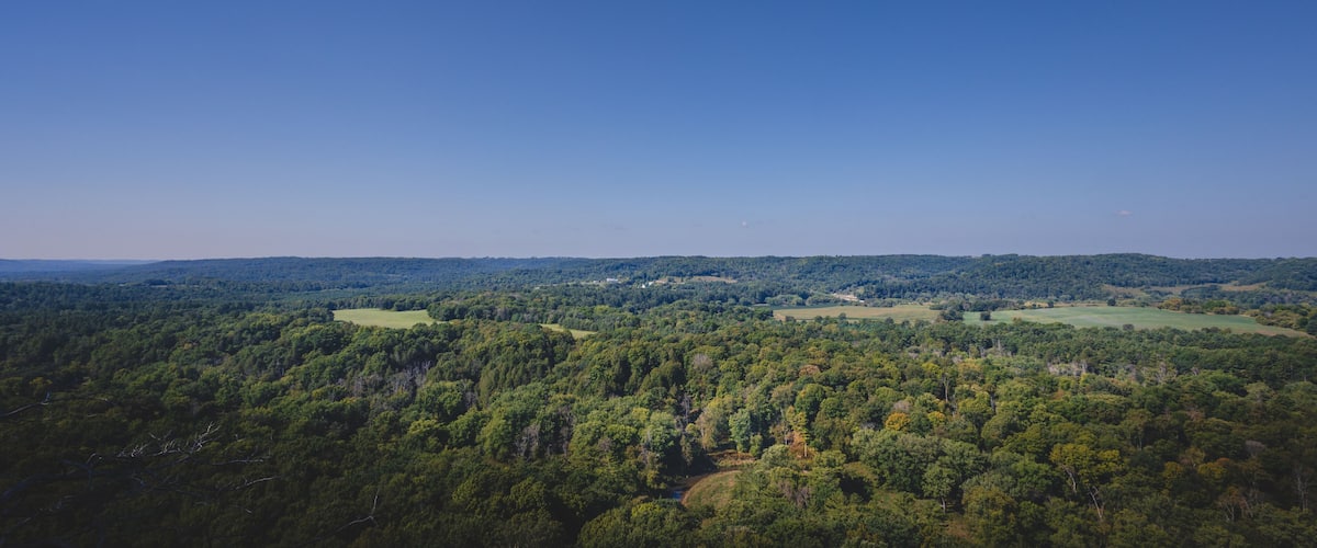 A dense forest with a clear sky and distant hills.