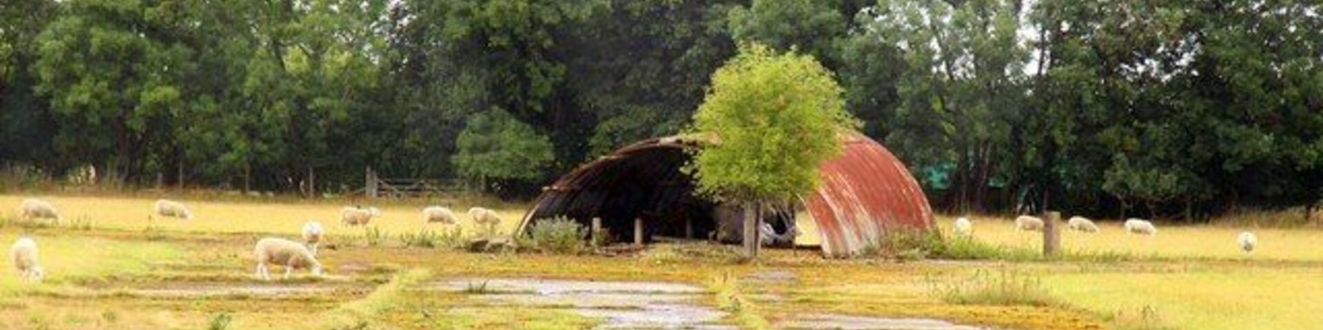 Derelict former RAF Nissen hut surrounded by sheep on what was the northern part of RAF Abingdon, Oxfordshrie (formerly Berkshire)