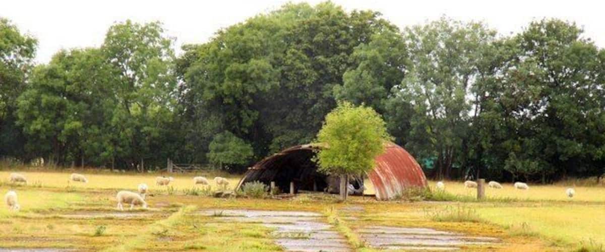A rural landscape with a barn, a tree, and grazing sheep.