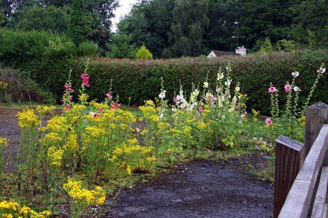 Ragwort and hollyhocks at Cothill, near Marcham, Oxfordshire