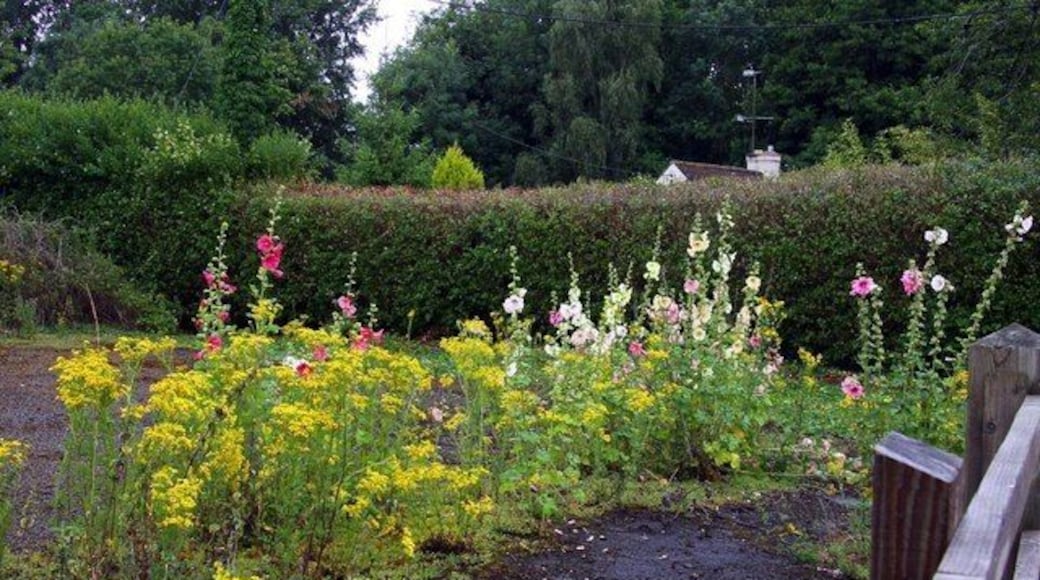 Ragwort and hollyhocks at Cothill, near Marcham, Oxfordshire