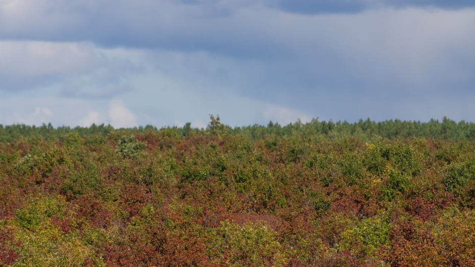 A dense forest with a variety of green and red foliage under a cloudy sky.