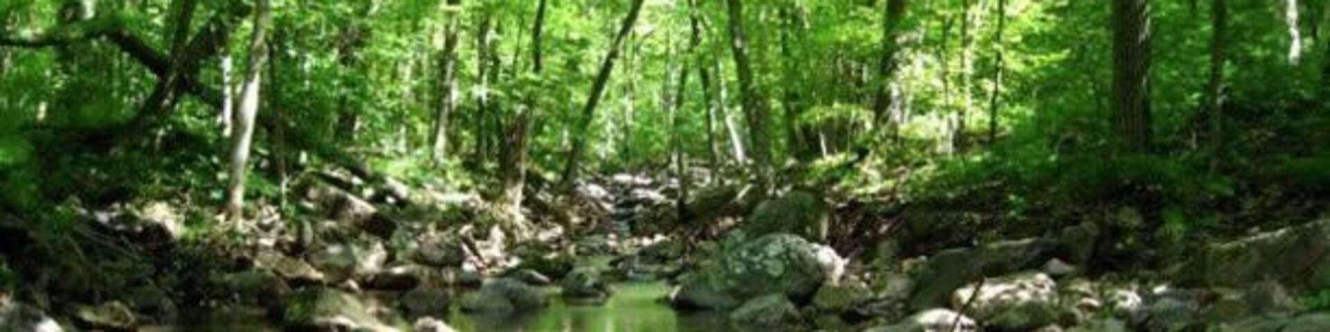 Slow streams luscious greens