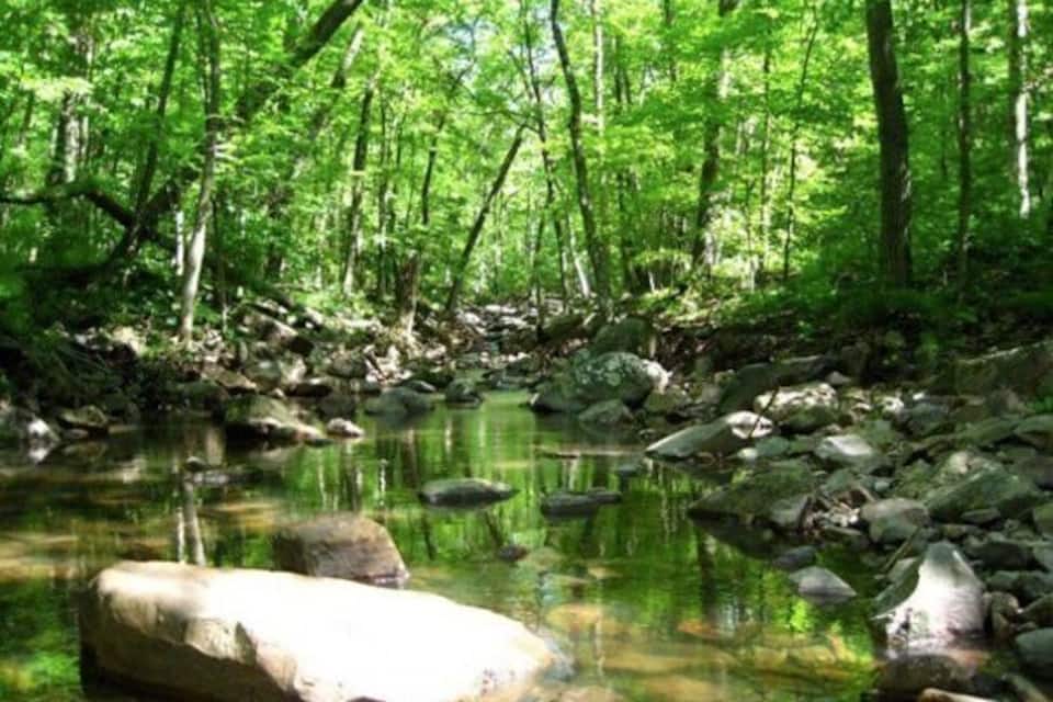 A forest stream with rocks and trees.