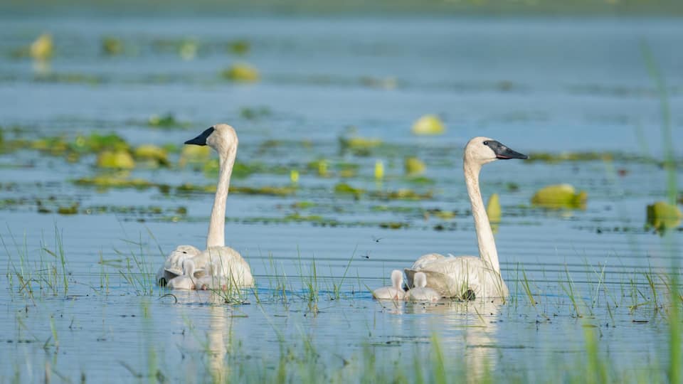 Two swans in a marshy water body with green vegetation.