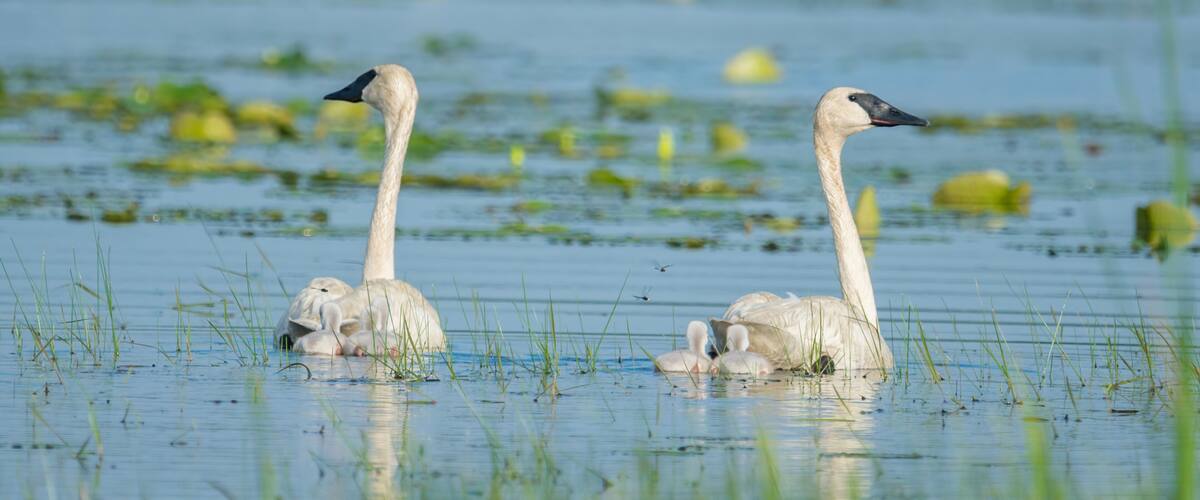 Two swans in a marshy water body with green vegetation.