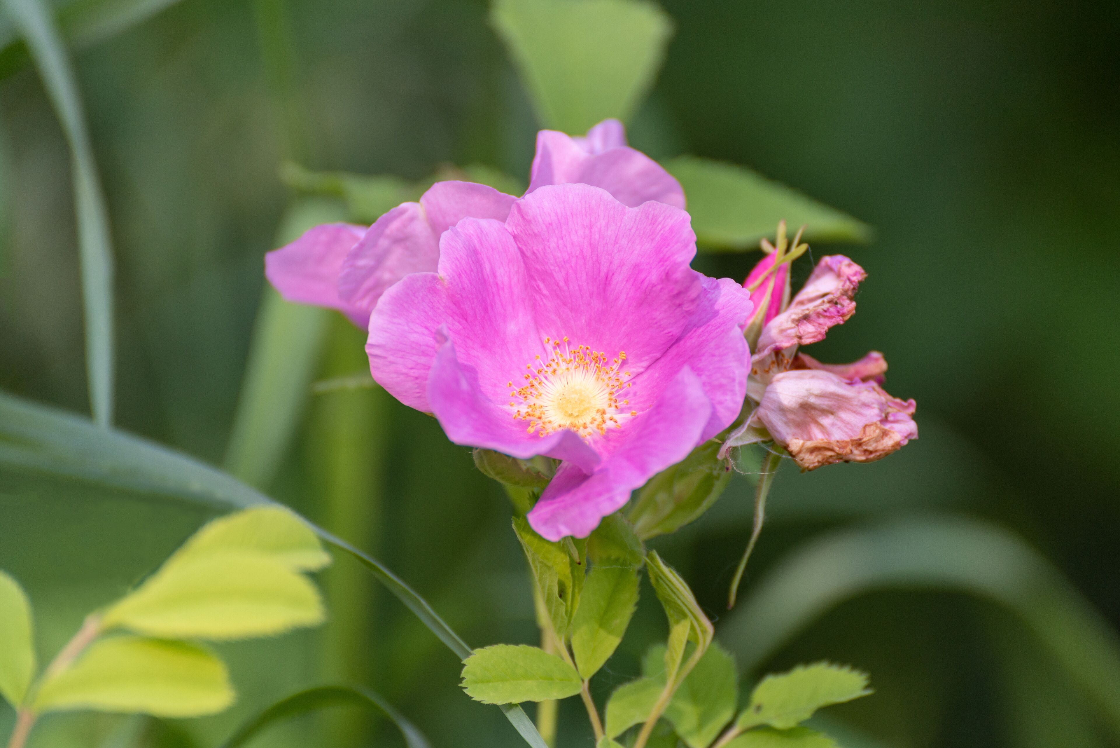 Pink Wild Rose Along The Trail