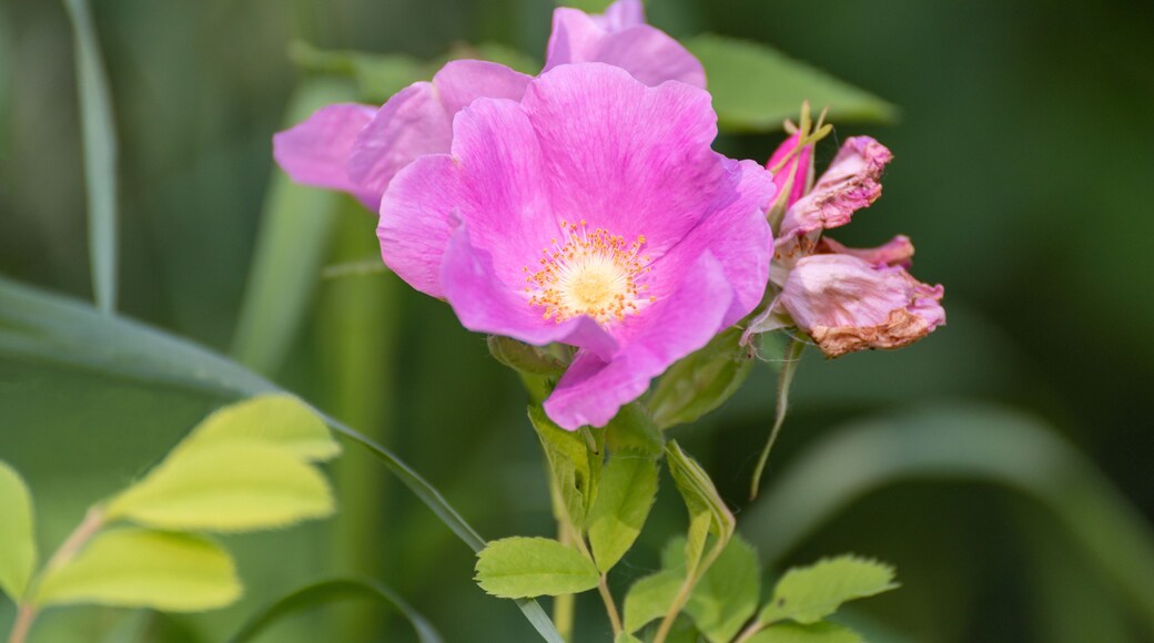 Pink Wild Rose Along The Trail