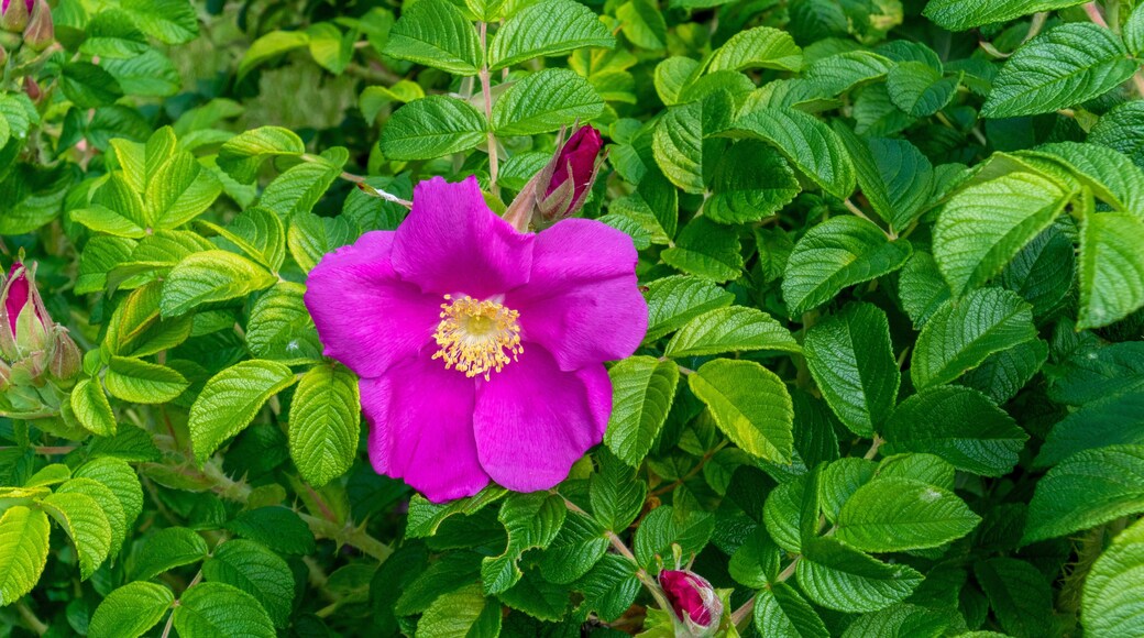 Rosa Rugosa Flowers Budding In Spring