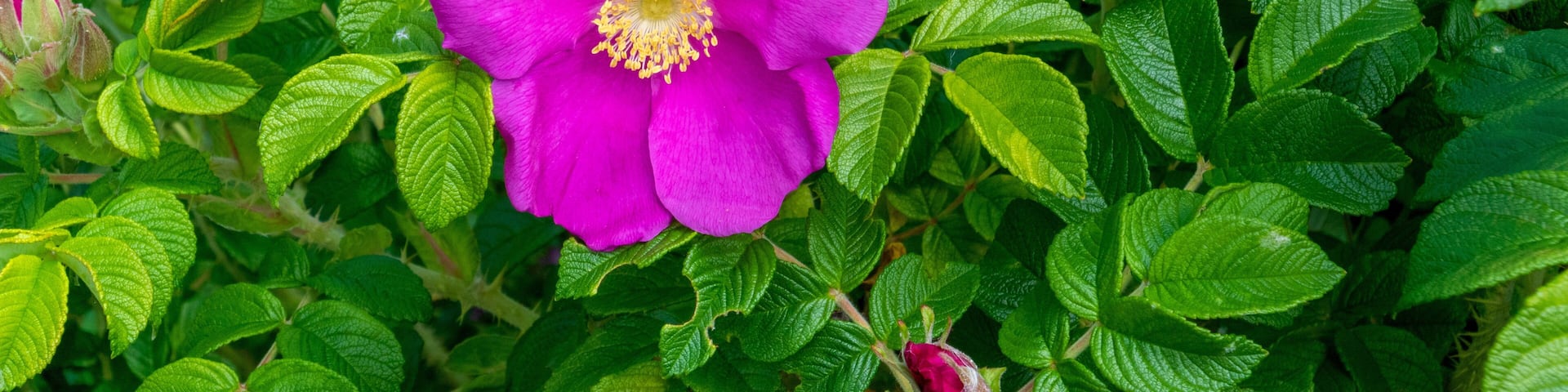 Rosa Rugosa Flowers Budding In Spring