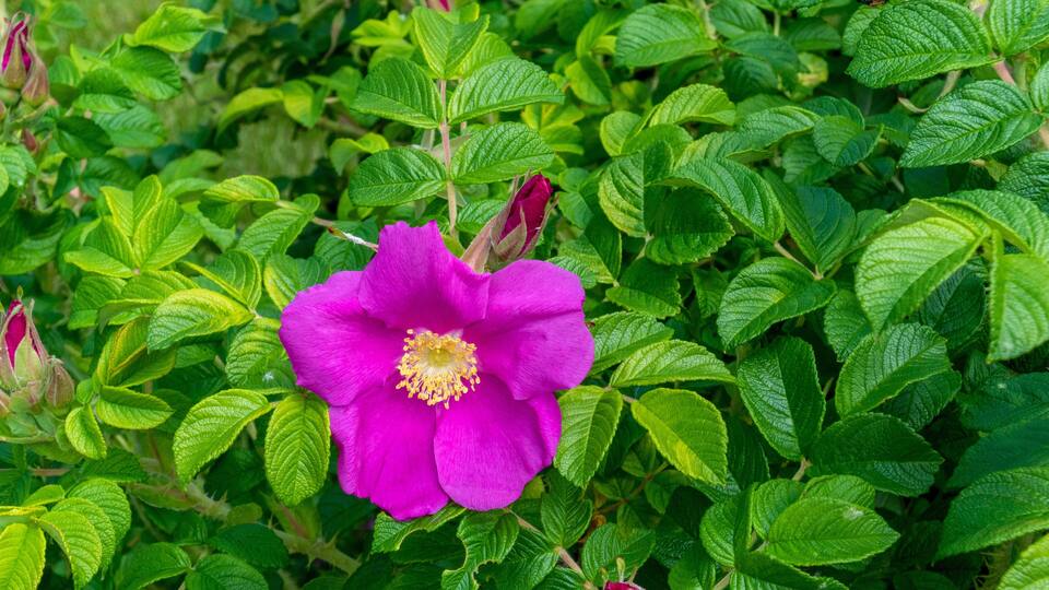 Rosa Rugosa Flowers Budding In Spring