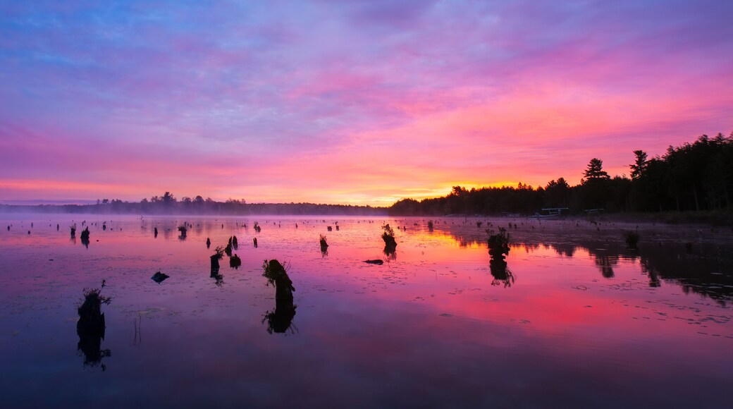 Tree Stumps Rise Up Out of The Colorful Waters of Daybreak