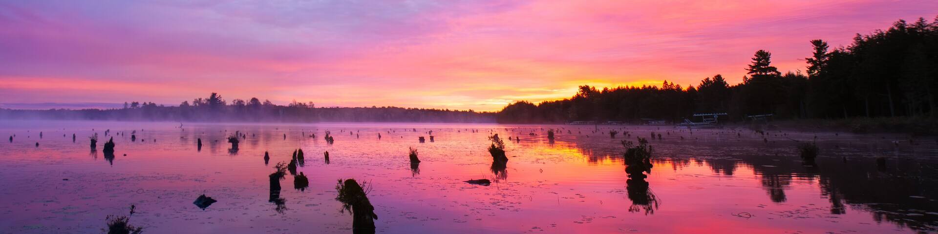 Tree Stumps Rise Up Out of The Colorful Waters of Daybreak