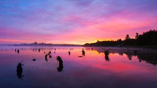 Tree Stumps Rise Up Out of The Colorful Waters of Daybreak