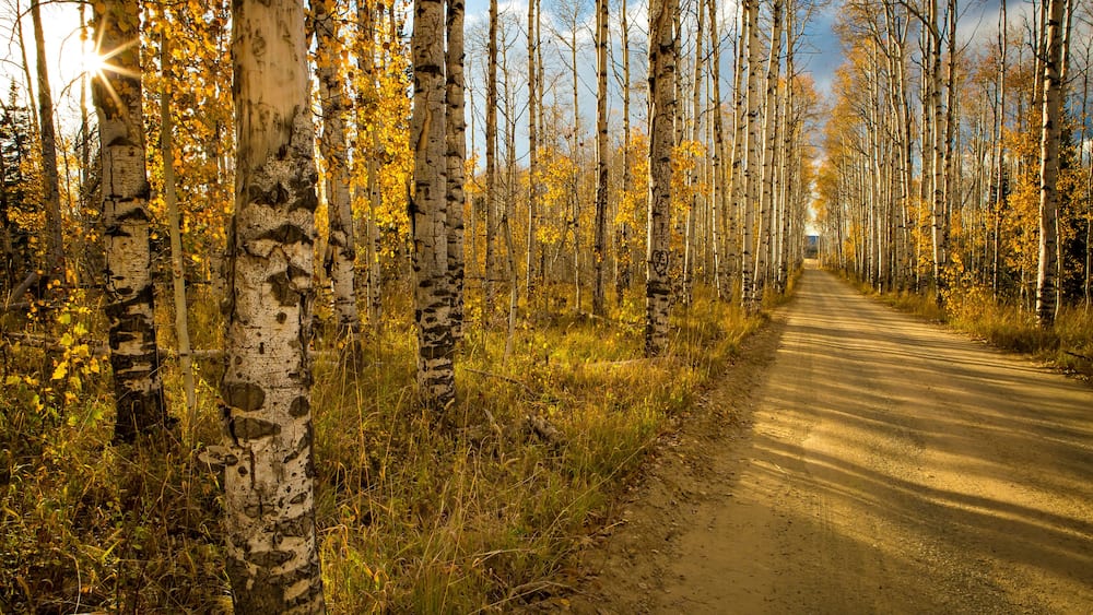 A dirt path flanked by birch trees with yellow leaves, leading into a forest.