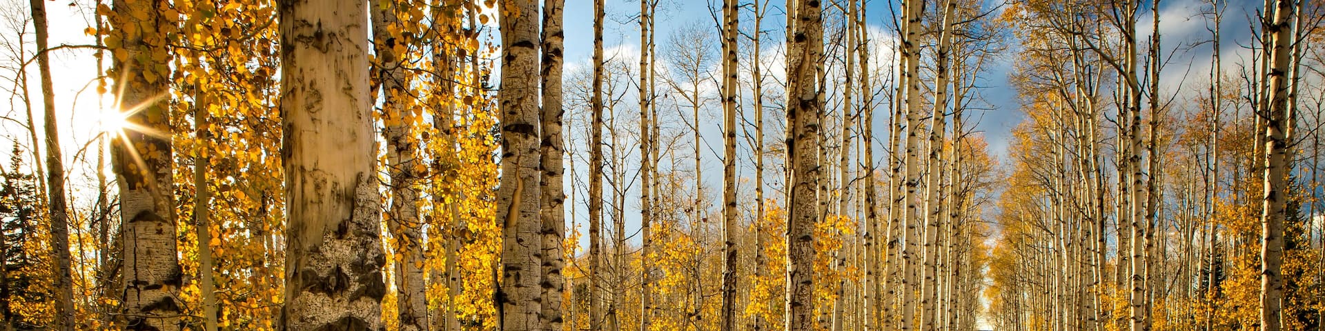 Evening light at Aspen Alley Baggs, Wyoming