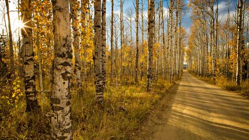 Evening light at Aspen Alley Baggs, Wyoming