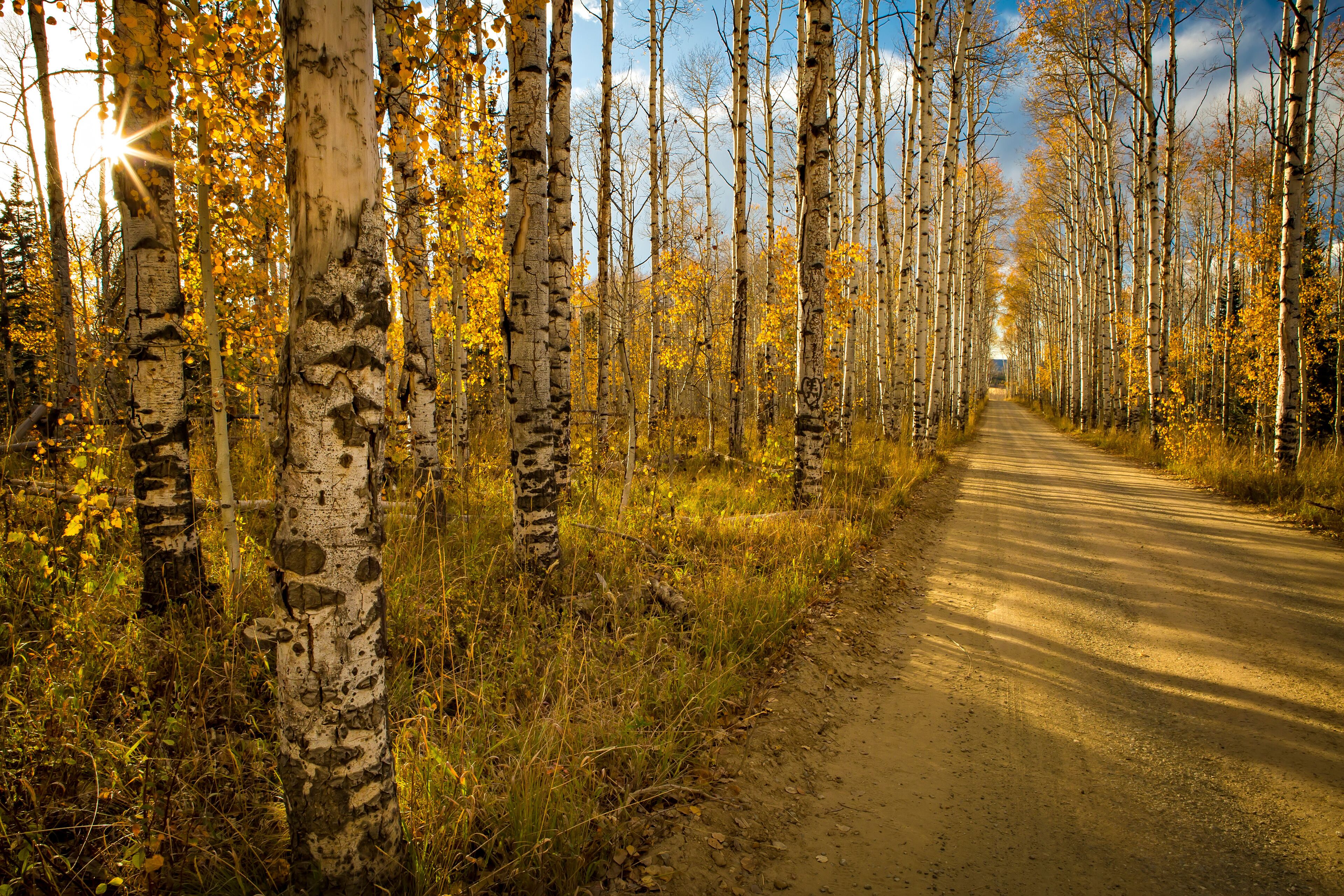 A dirt path flanked by birch trees with yellow leaves, leading into a forest.