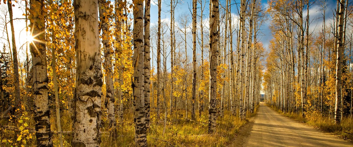 A dirt path flanked by birch trees with yellow leaves, leading into a forest.