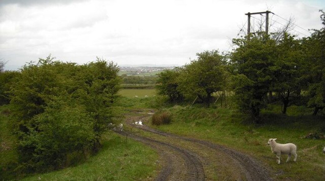 Lamb beside track Track leads on to surviving part of an old road between Newhouse and Chapelhall.