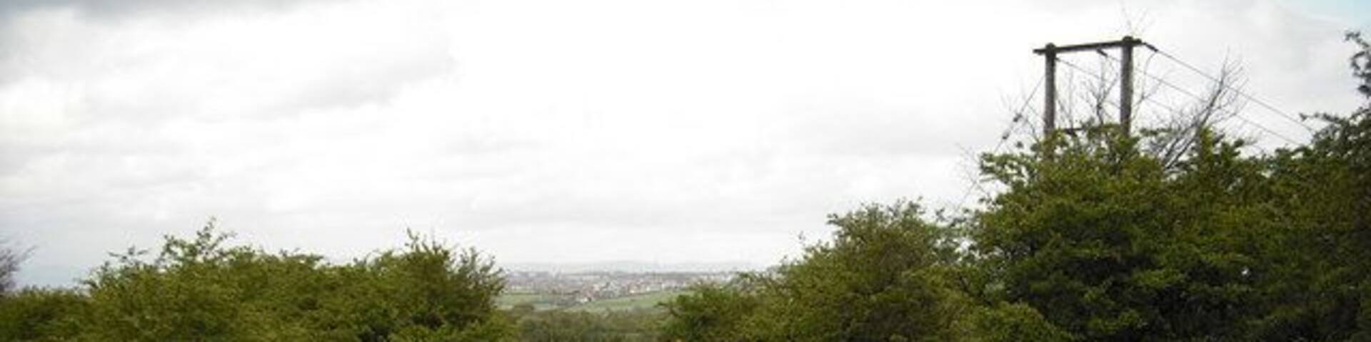 Lamb beside track Track leads on to surviving part of an old road between Newhouse and Chapelhall.