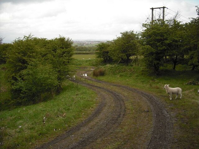 A rural dirt road winding through green fields with sheep grazing.