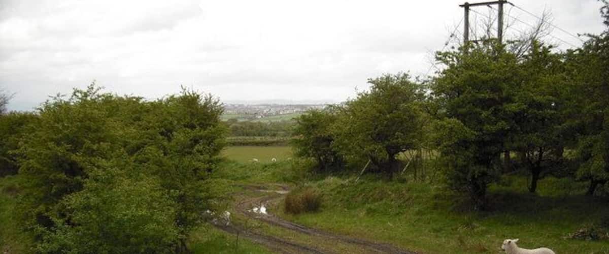 A rural dirt road winding through green fields with sheep grazing.