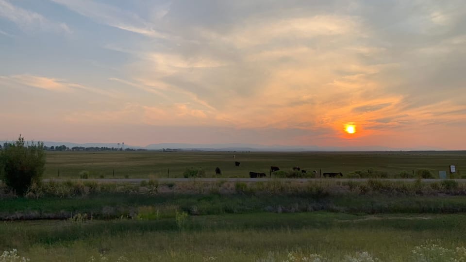 A sunset over a flat landscape with grazing cattle.