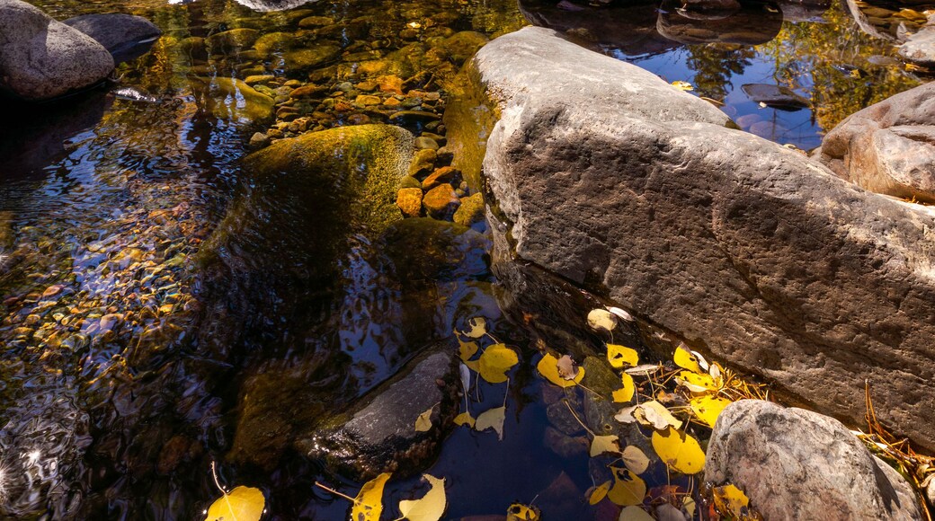 Fall colors along the Encampment River in southeastern Wyoming