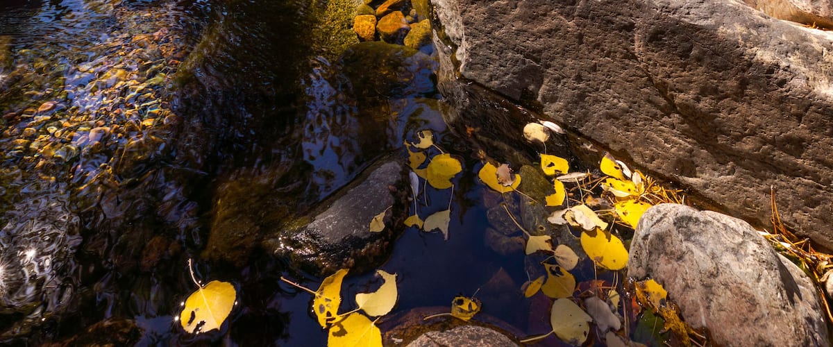 Un ruisseau aux eaux claires, parsemé de rochers et de feuilles d’automne, entouré d’arbres et d’une forêt.