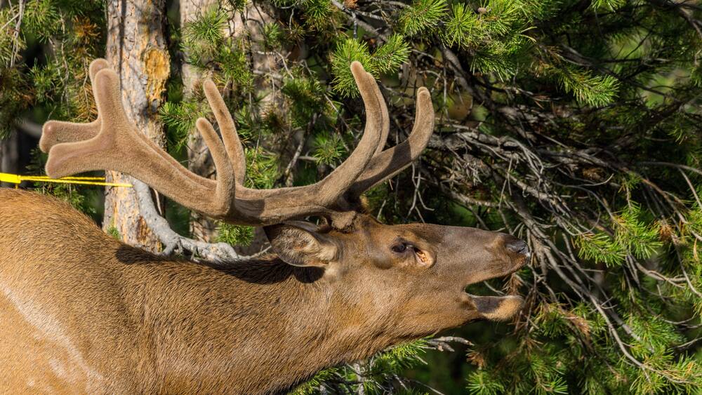 A deer with large antlers in a forested area.
