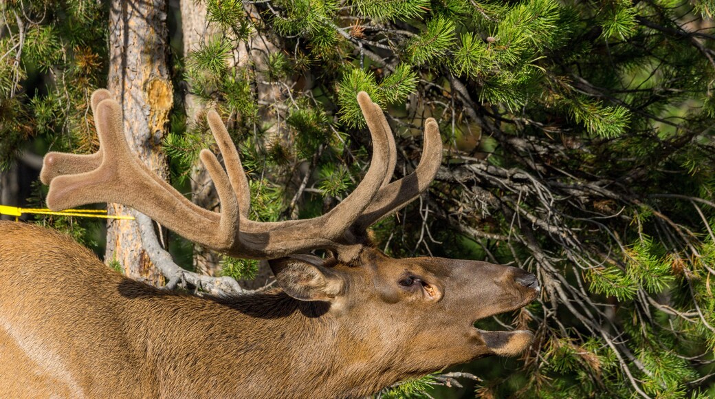 Wapiti auf Campground im Grand Teton National Park, Wyoming