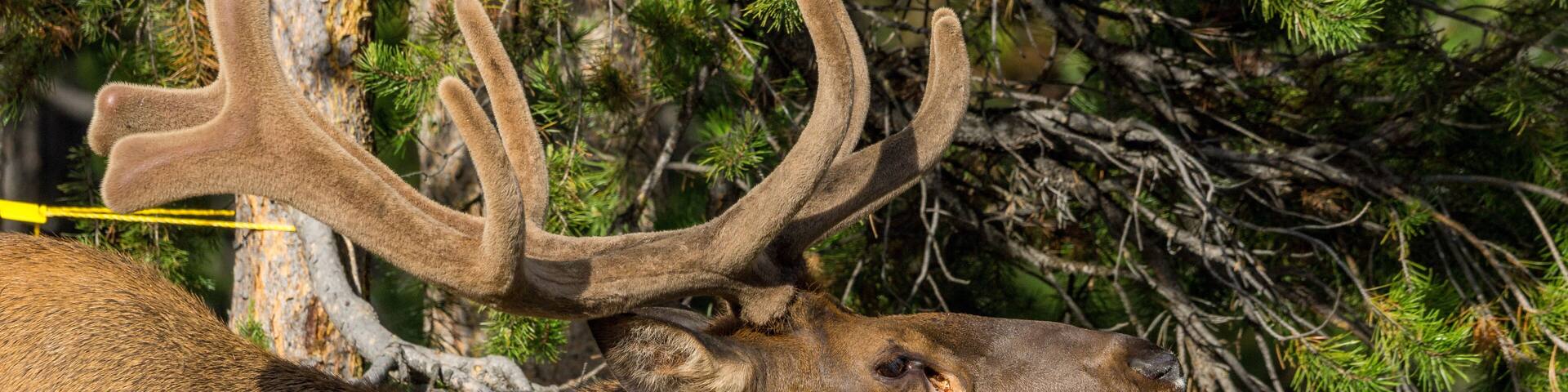 Wapiti auf Campground im Grand Teton National Park, Wyoming