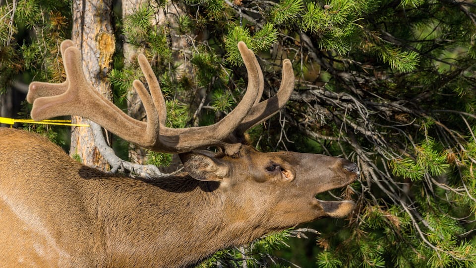 A deer with large antlers in a forested area.