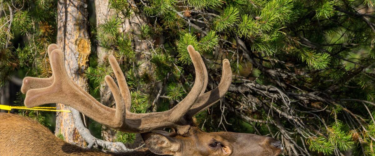 A deer with large antlers in a forested area.