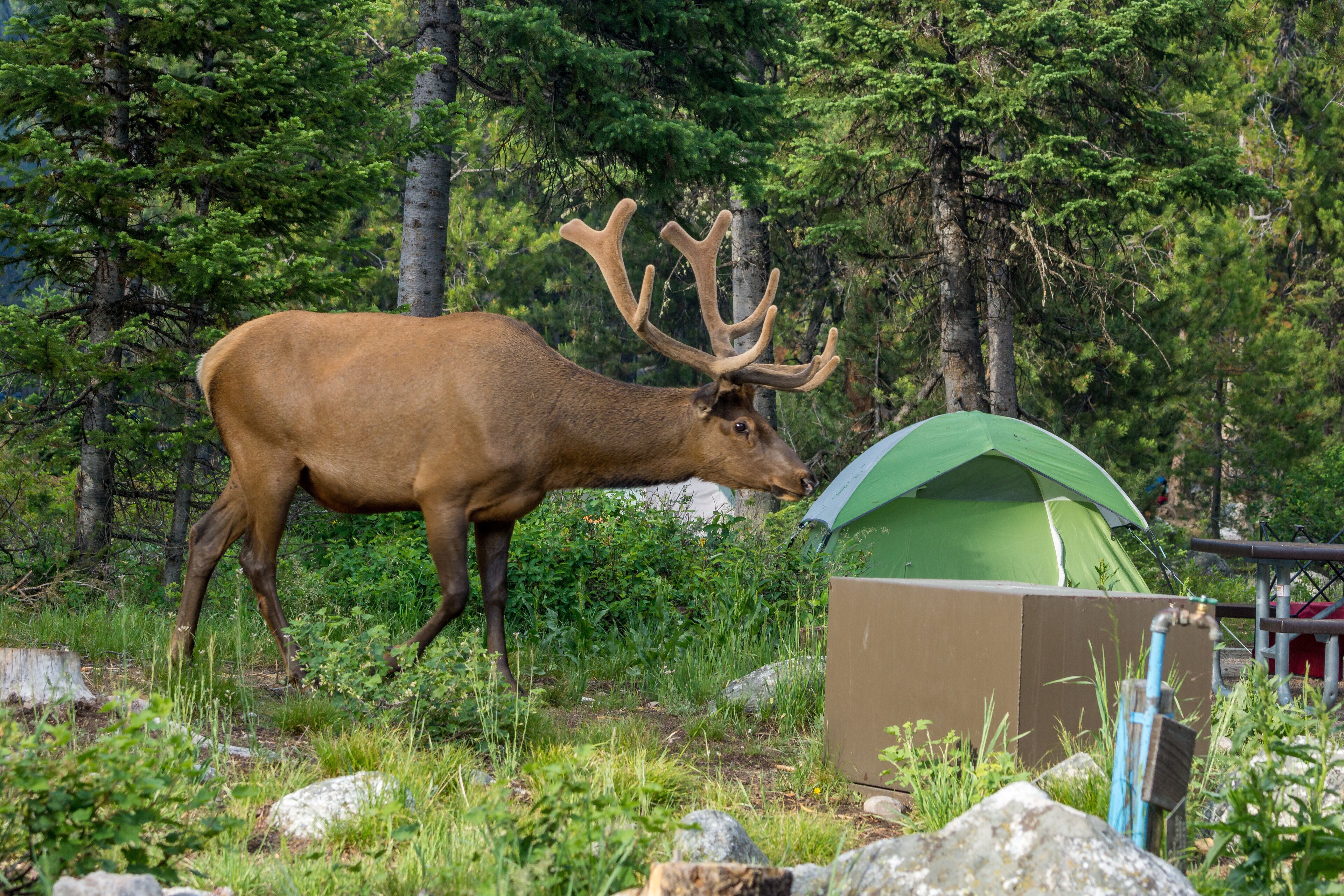 Wapiti auf Campground im Grand Teton National Park, Wyoming