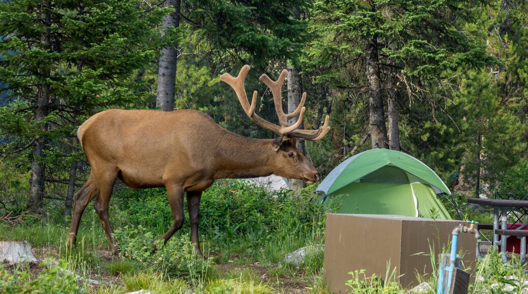 Wapiti auf Campground im Grand Teton National Park, Wyoming
