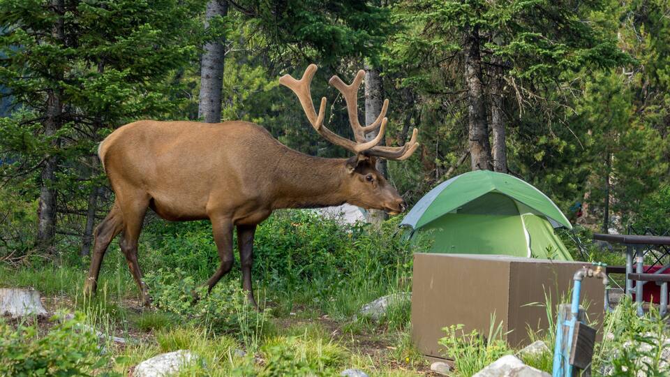 A deer with large antlers in a forested area with a tent and a cardboard box.