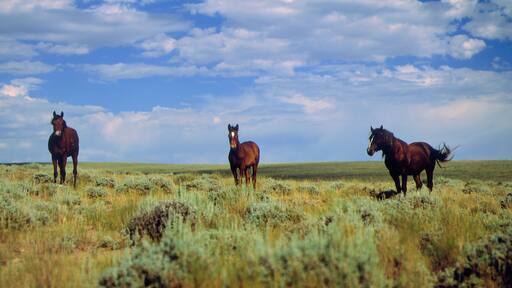 Wild Horses near Farson, Wyoming, Blm land