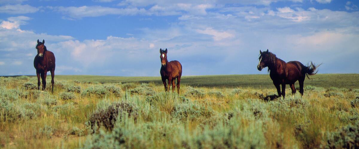 Wild Horses near Farson, Wyoming, Blm land
