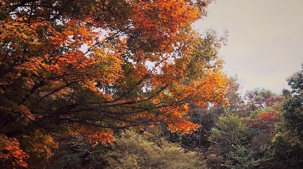 Our beautiful Autumn in Johnstown, Pennsylvania #Trovember