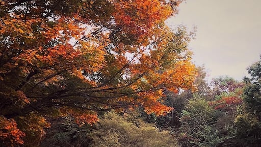 Our beautiful Autumn in Johnstown, Pennsylvania #Trovember