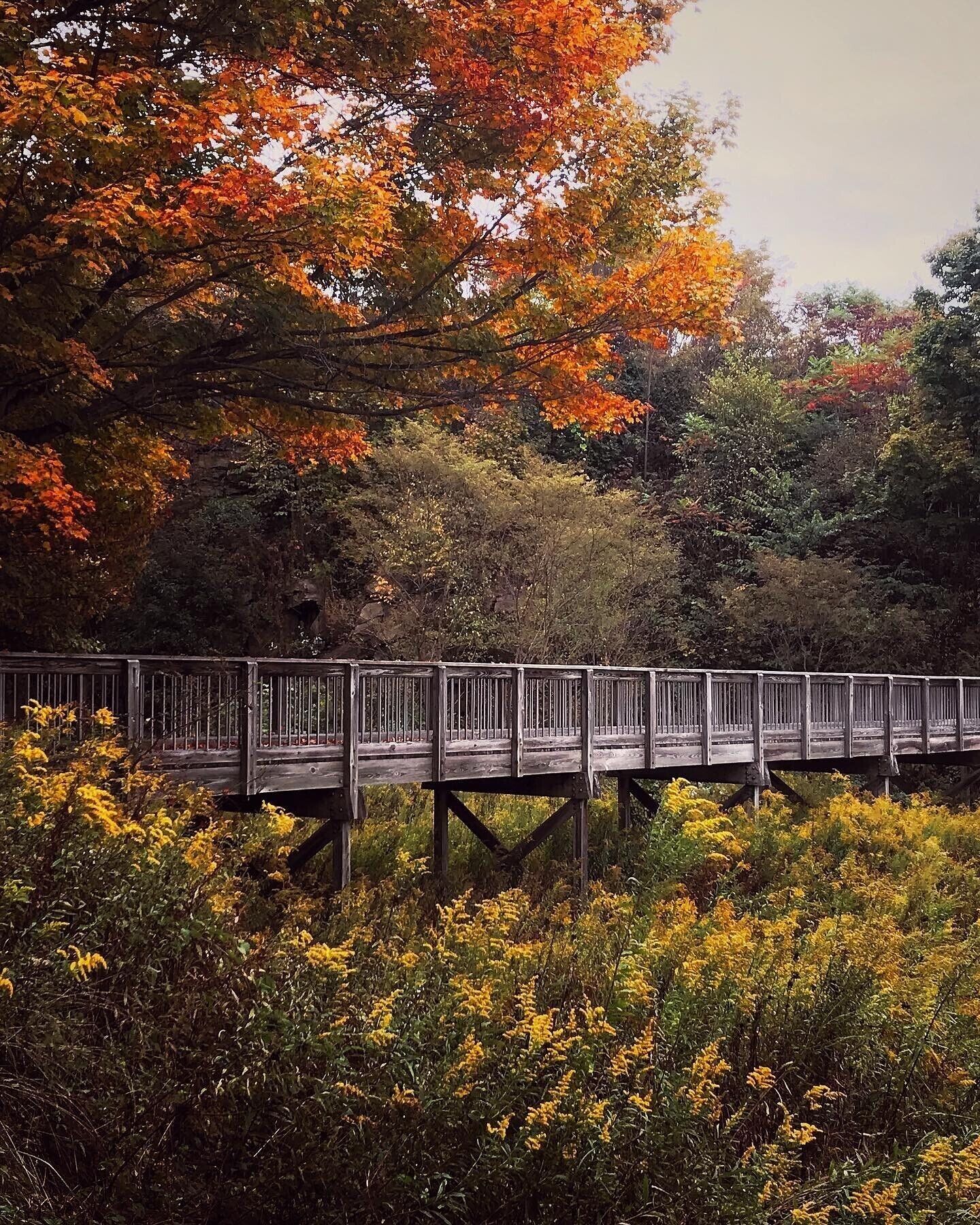 A wooden bridge over a field of yellow flowers, surrounded by trees with autumn foliage.