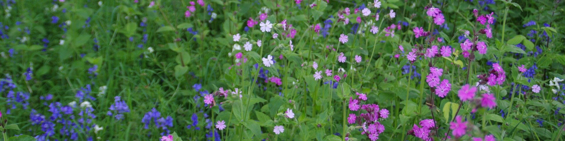 ®s K3 SD Ð ┼ ENGLAND STAFFORD según KATRESYA