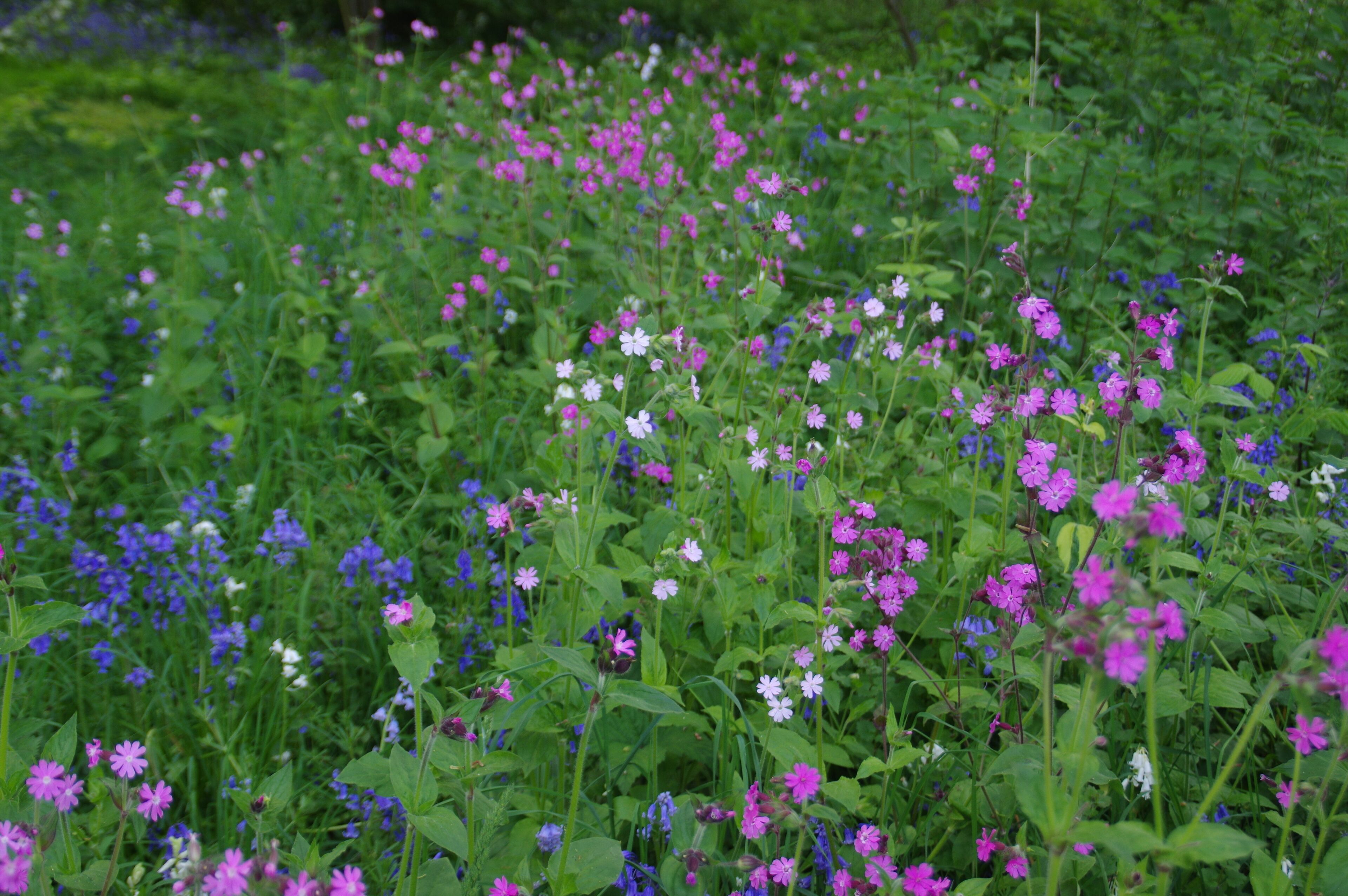 A field of wildflowers with pink, white, and blue blooms.
