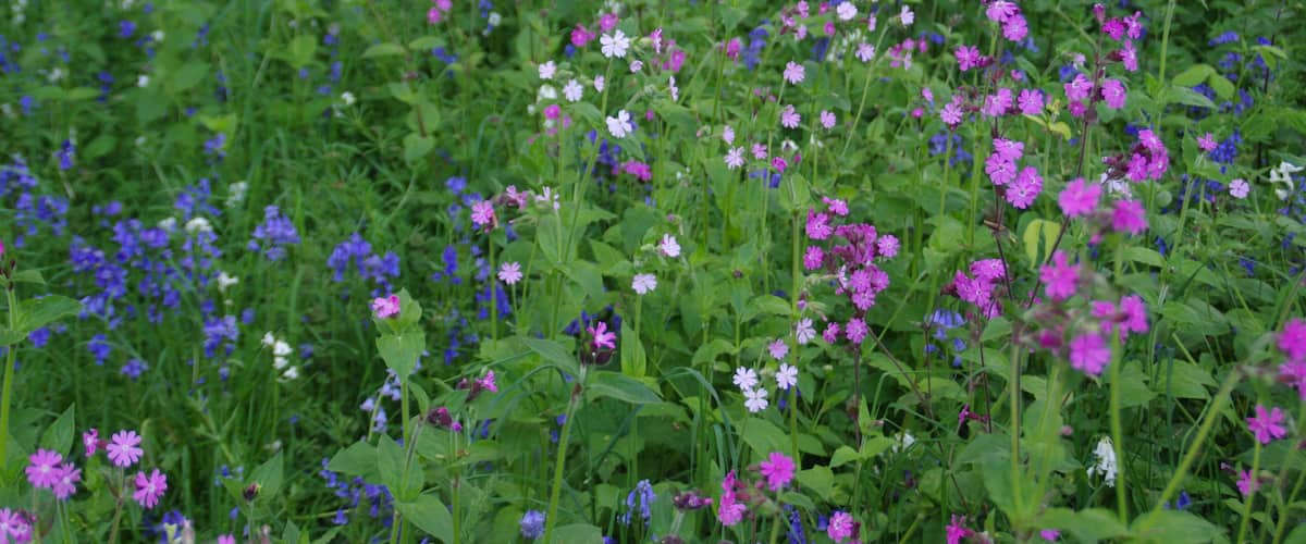 A field of wildflowers with pink, white, and blue blooms.