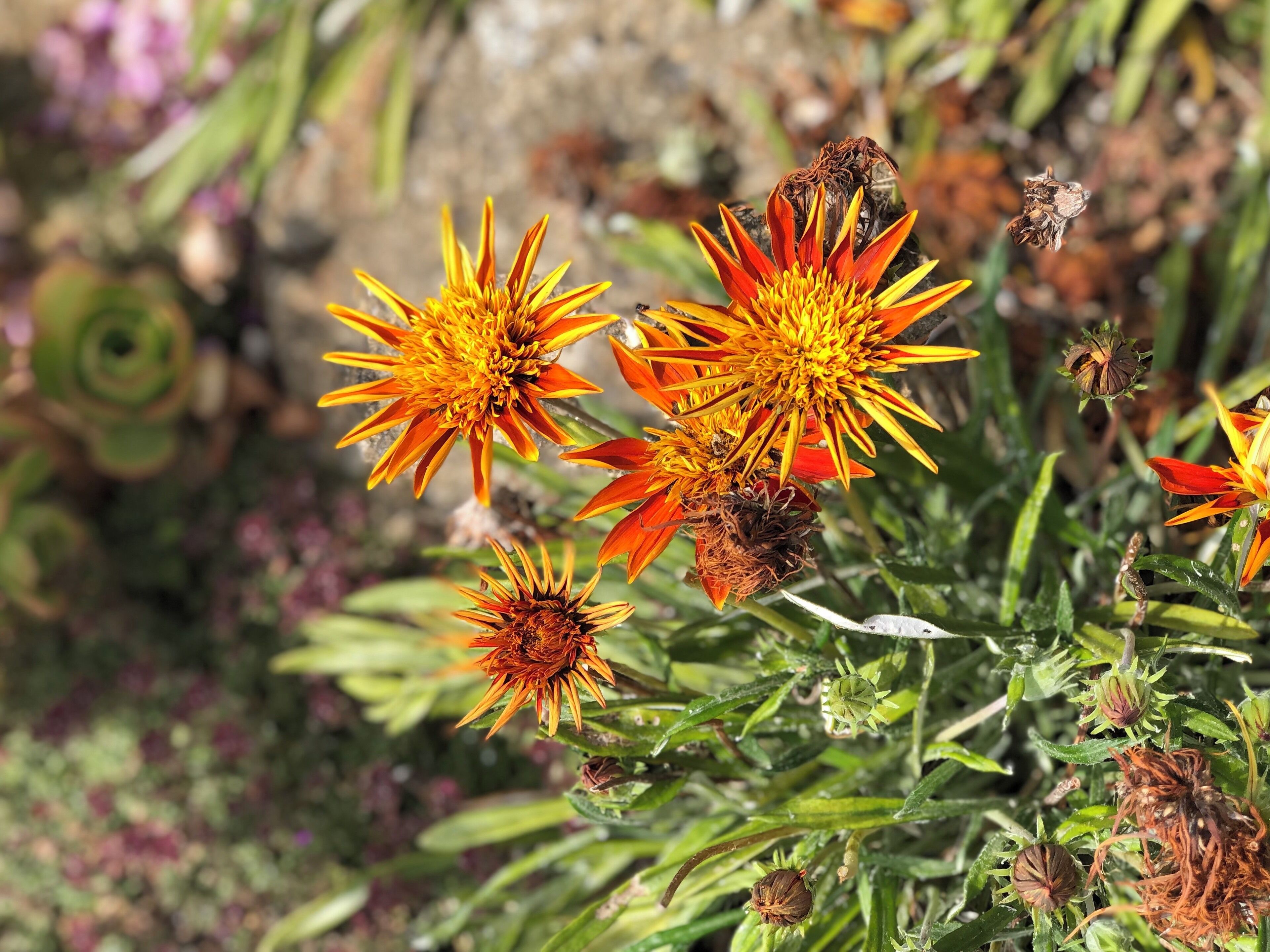 In full bloom 

#nature
#flowers
#summer