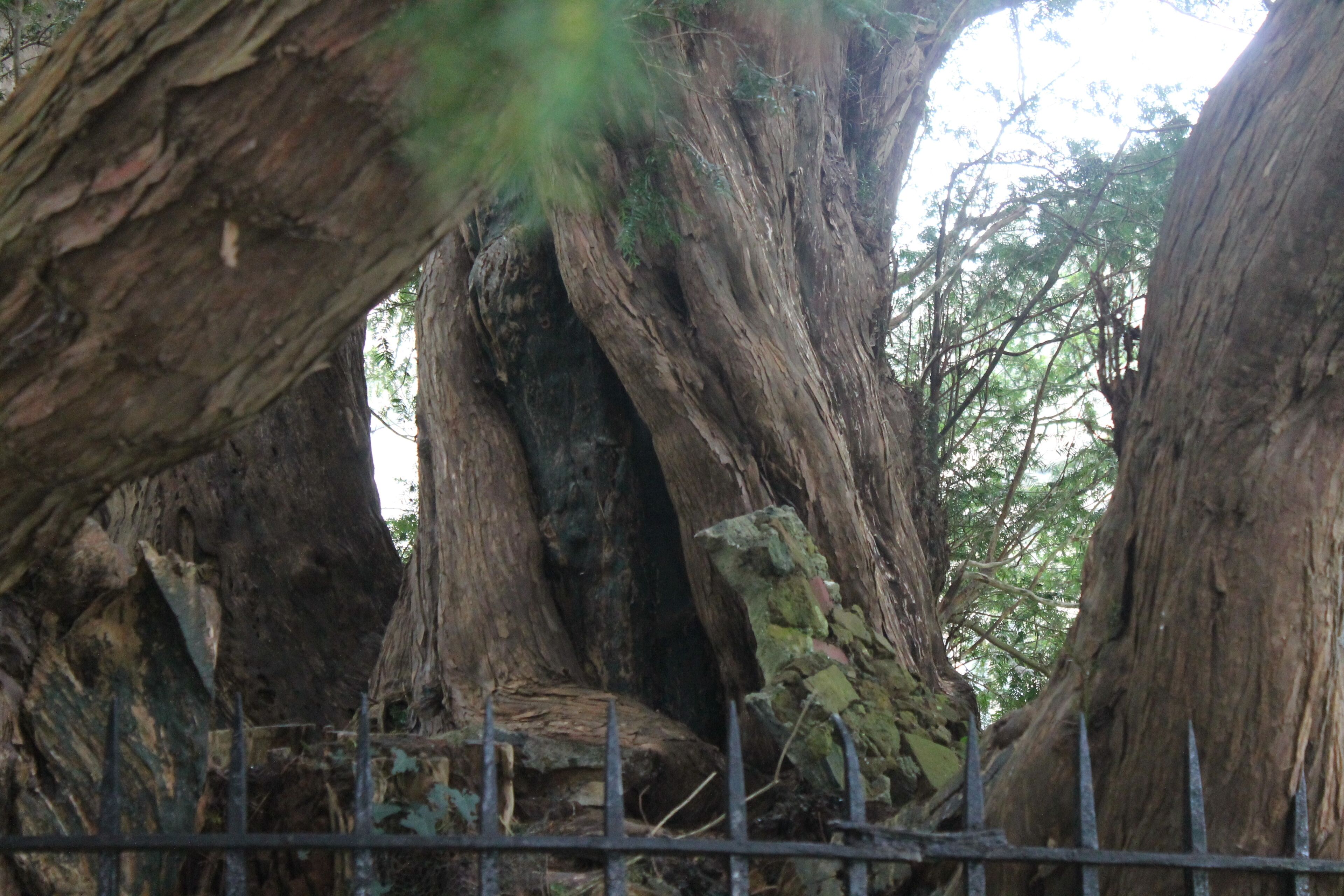 A large tree with thick, textured bark and a metal fence in the foreground.