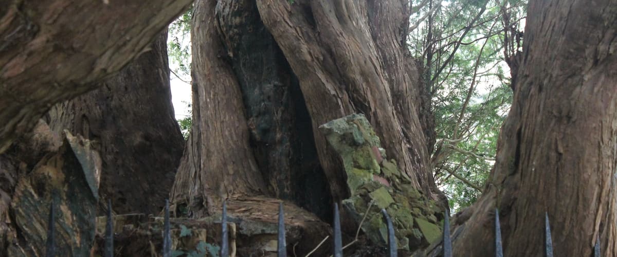 A large tree with thick, textured bark and a metal fence in the foreground.